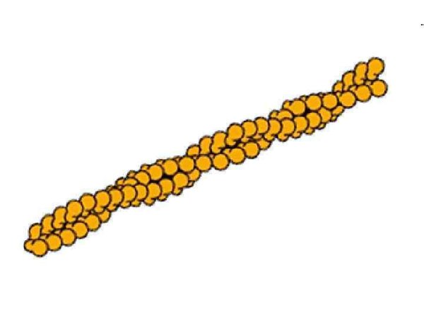 Строение микрофиламентов