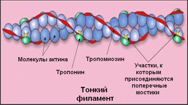 Строение актиновых микрофиламентов