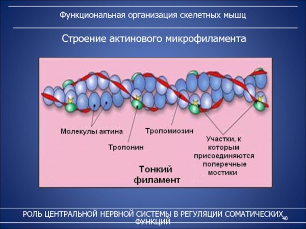 Актиновые филаменты строение