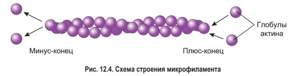 Микрофиламенты строение