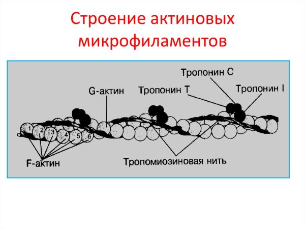 Строение актинового микрофиламента