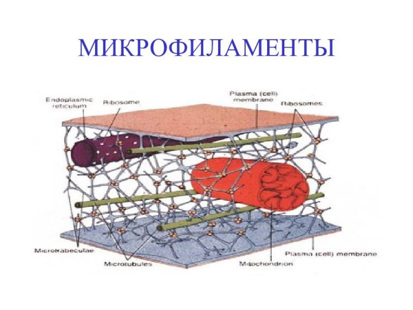 Микрофиламенты цитология