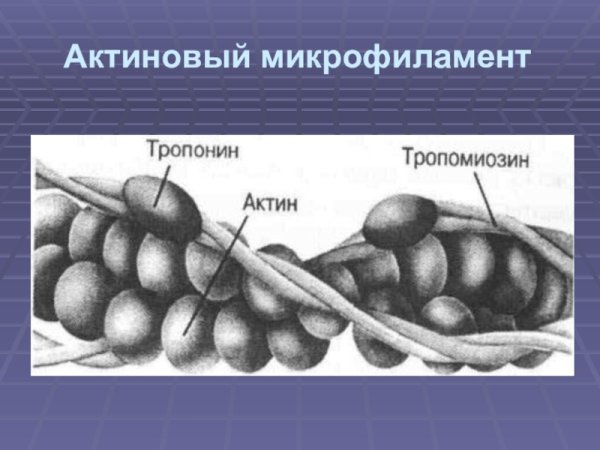 Актиновые микрофиламенты