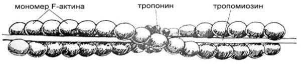 Рисунок схема микрофиламенты