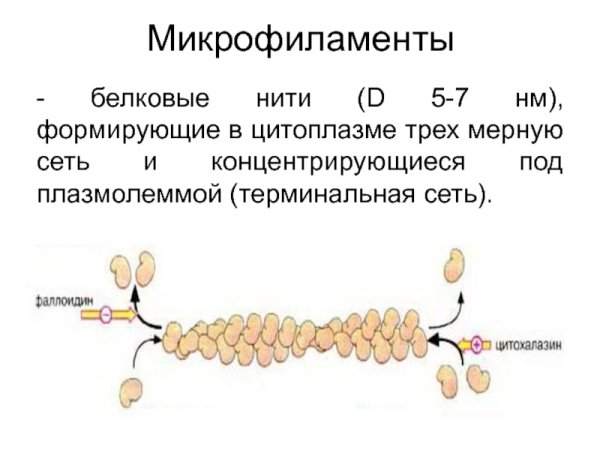 Строение микрофиламентов