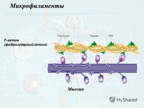 Строение микрофиламентов