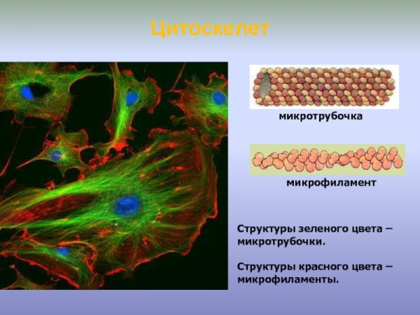 Цитоскелет микротрубочки промежуточные филаменты микрофиламенты
