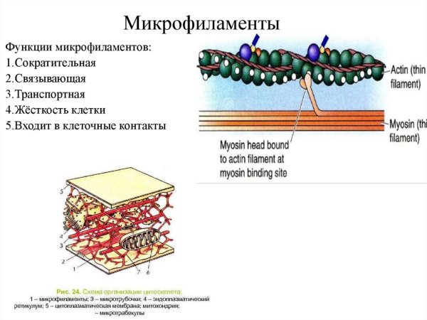 Микрофиламенты строение гистология