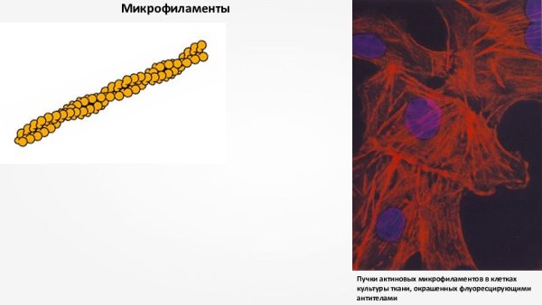 Микрофиламенты гистология