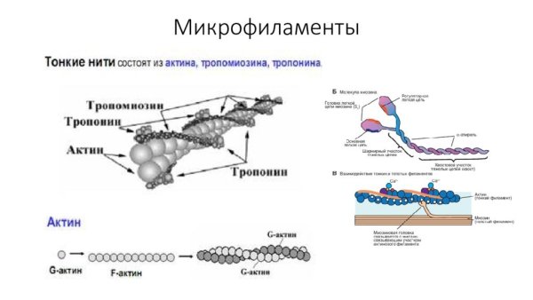 Микрофиламенты строение и функции