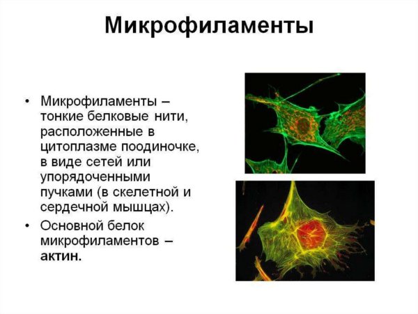 Микрофиламенты актин