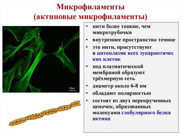 Микрофиламенты строение и функции