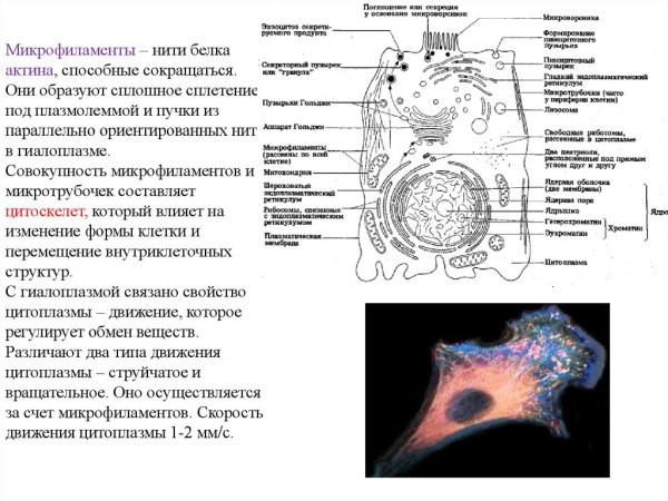 Микрофиламенты и микротрубочки микроворсинки