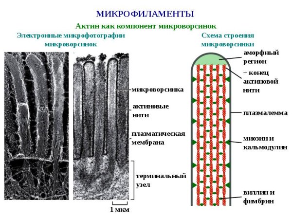 Микротрубочки и микрофиламенты функции