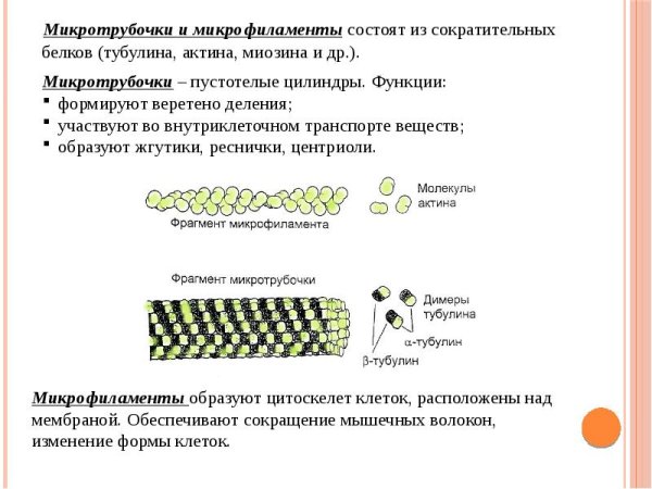 Актин и миозин