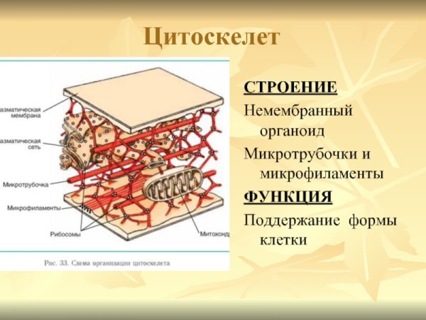 Микротрубочки строение и функции