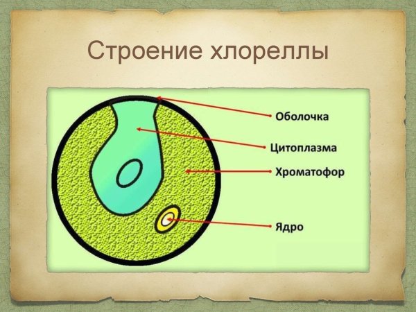 Строение клетки водоросли хлорелла