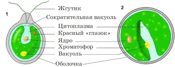 Хлорелла строение клетки рисунок