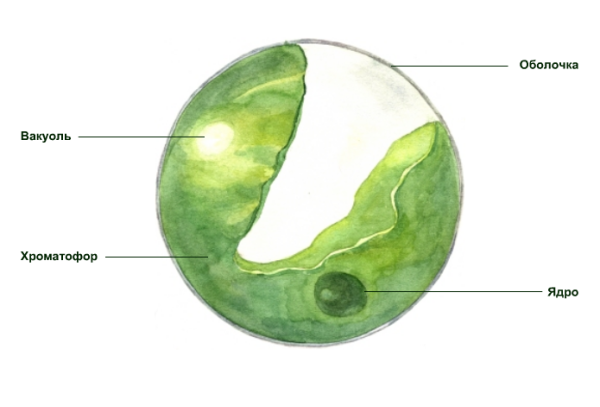 Хлорелла строение клетки