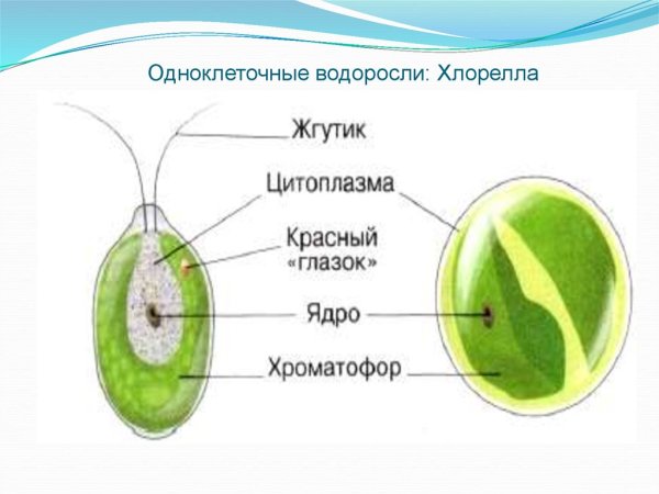 Строение клетки водоросли хлорелла