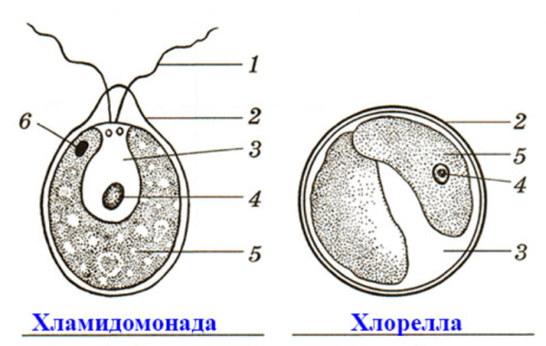 Схема строения клетки хлореллы