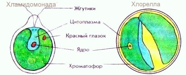 Хлорелла строение клетки