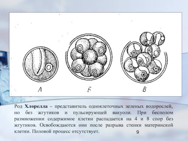 Хлорелла схема строения