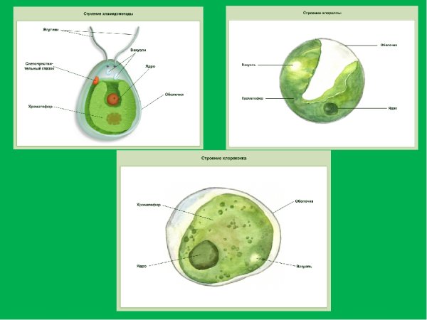 Строение одноклеточной водоросли хлореллы рисунок