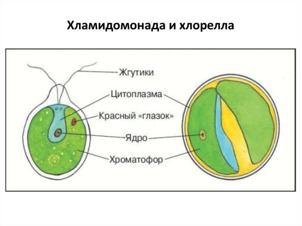 Строение одноклеточной водоросли хлореллы рисунок