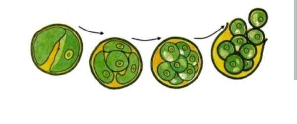 Размножение одноклеточных водорослей хламидомонада