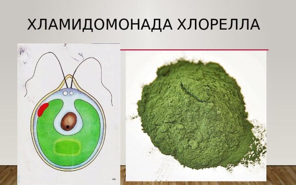 Хламидомонада и хлорелла