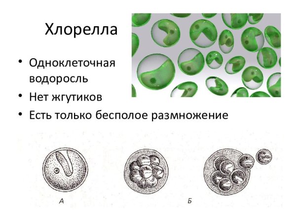 Chlorella размножение