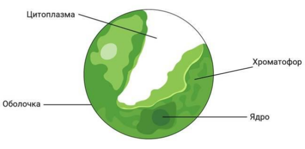 Схема строения клетки хлореллы