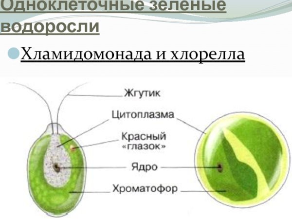 Зеленые водоросли хлореллы строение
