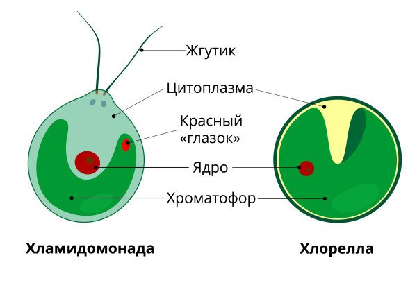 Одноклеточная водоросль хлорелла