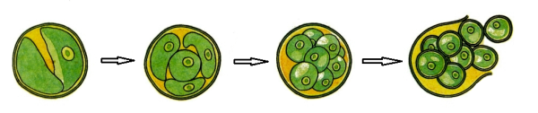 Бесполое размножение хлореллы