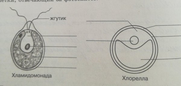 Хлорелла строение клетки