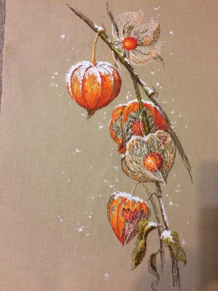 Ветка физалиса