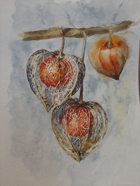 Физалис акварелью