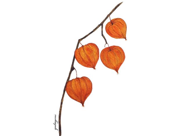 Физалис рисунок