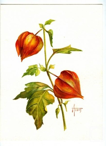 Ботаническая живопись физалис