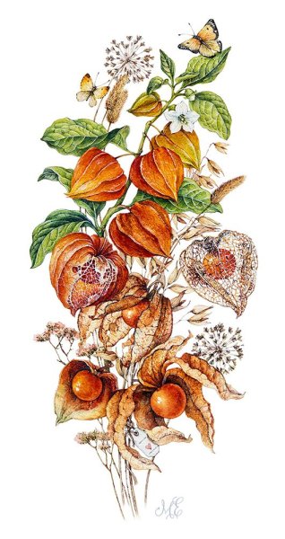 Физалис Ботаническая иллюстрация