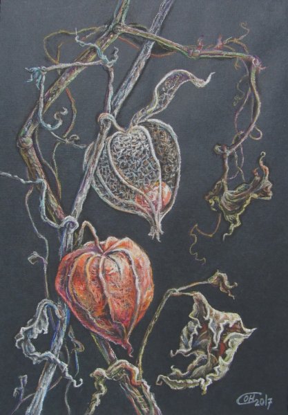 Физалис скетч