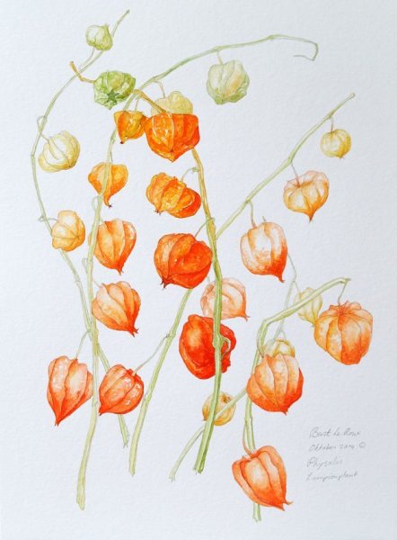 Физалис Ботанический рисунок