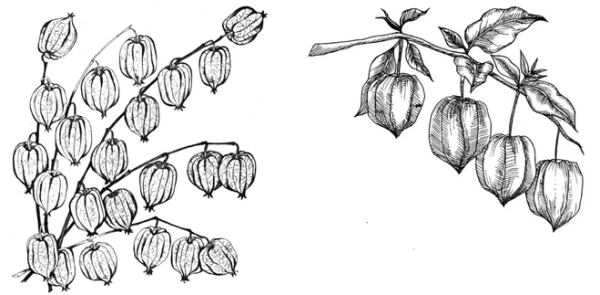 Физалис цветок