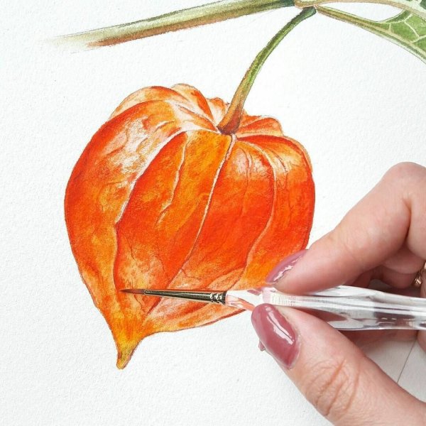 Физалис акварелью