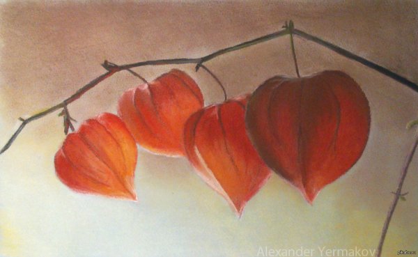 Веточка физалиса