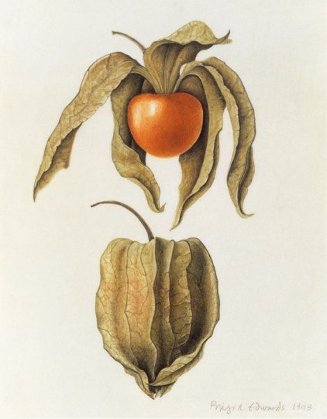 Физалис Ботаническая иллюстрация