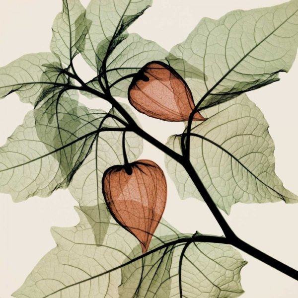 Физалис Эстетика