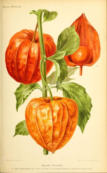 Ботаническая живопись физалис